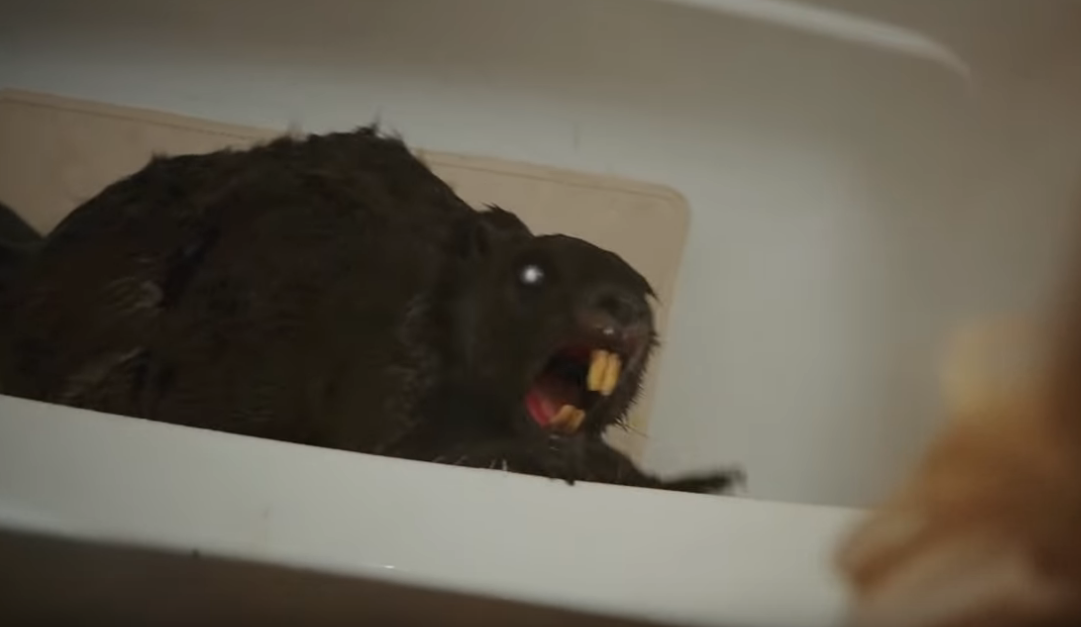 zombeavers top 10 horror comedies