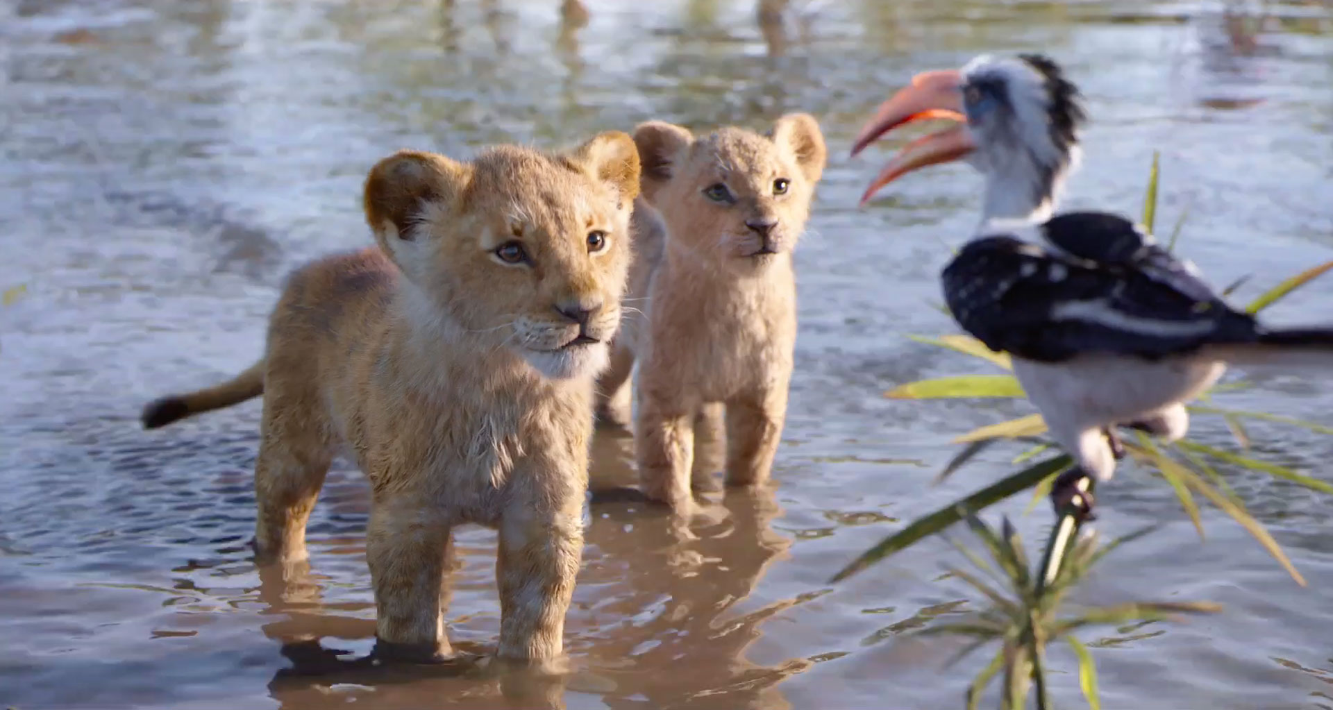 Exploring the best live-action Disney movie between The Lion King and The Jungle Book.